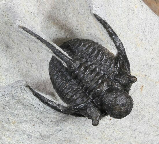 Spiny Cyphaspis Trilobite - Morocco #50551